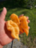 Fresh Jay’s Peach Ghost Scorpion peppers box from Harmony Springs Farm