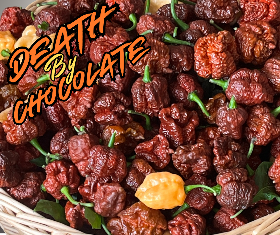 Thumbnail: Fresh Death by Chocolate superhot peppers, dark chocolate-brown pods with bumpy skin, grown at Harmony Springs Farm.