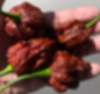 Death by Chocolate Pepper | Harmony Springs Original