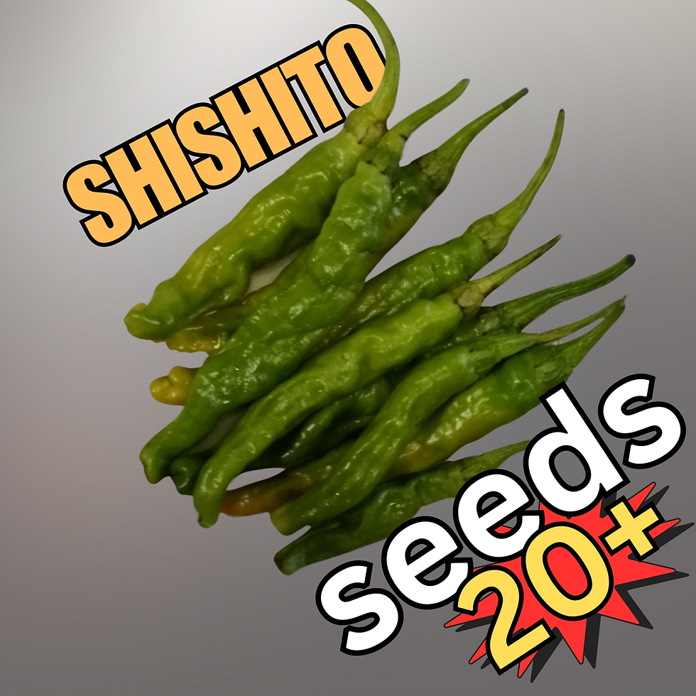 Shishito Japanese Sweet pepper seeds – 20+ seeds per pack from Harmony Springs Farm