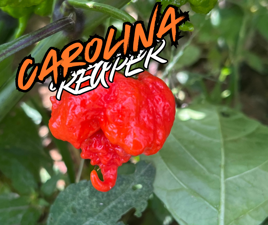 Carolina Reaper peppers growing in high tunnel at Harmony Springs Farm
