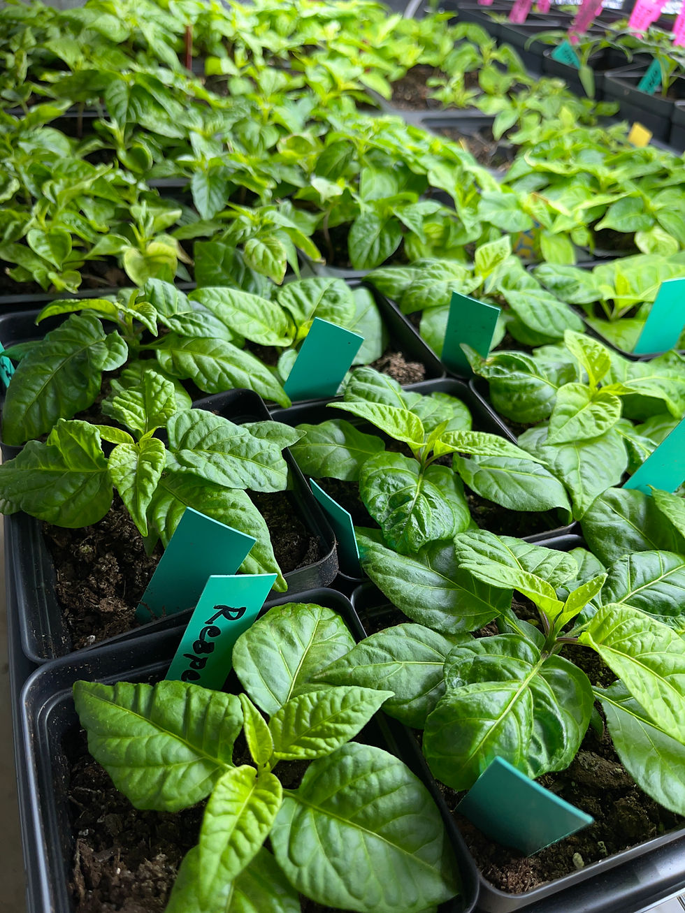 Farmer in overalls checking his watch with an urgent expression, standing in front of seedling trays to signal the start of germination season.