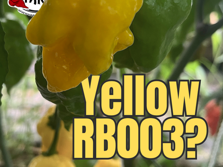 Yellow RB003: Is It Real?