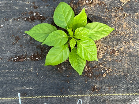 We Planted 239 Superhot Peppers on April 9th. Here's Why None Showed Signs of Transplant Shock.