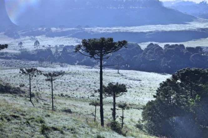 Serra catarinense tem geada no mês de dezembro