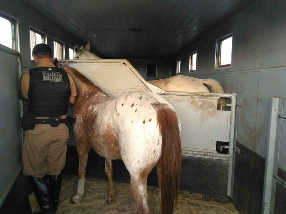 Cavalos usados na produção de soro de aranha-marrom são recuperados