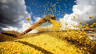 Produção agrícola brasileira superou R$ 927 bi em 2025