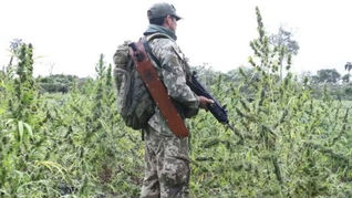 Plantações de maconha do tamanho de 130 campos de futebol são incineradas no Paraguai