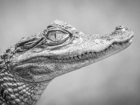 Låt oss begrava begreppet "reptilhjärnan" en gång för alla!