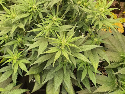 Brisbane medical cannabis / Weed Delivery