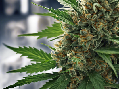 The Ultimate Online Guide for Medical Cannabis in Sunshine Coast, Australia