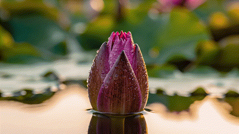 A_beautiful_lotus_202510171451.gif