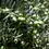 Thumbnail: Cutrera Primo Extra Virgin Olive Oil   First DOP: the award-winning extra virgin