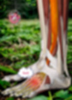 An anatomical image of Foot extensor tendinopathy