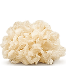 tremella
