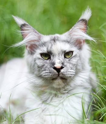 maine coon landes
