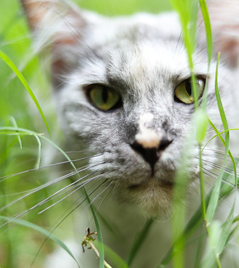 maine coon landes