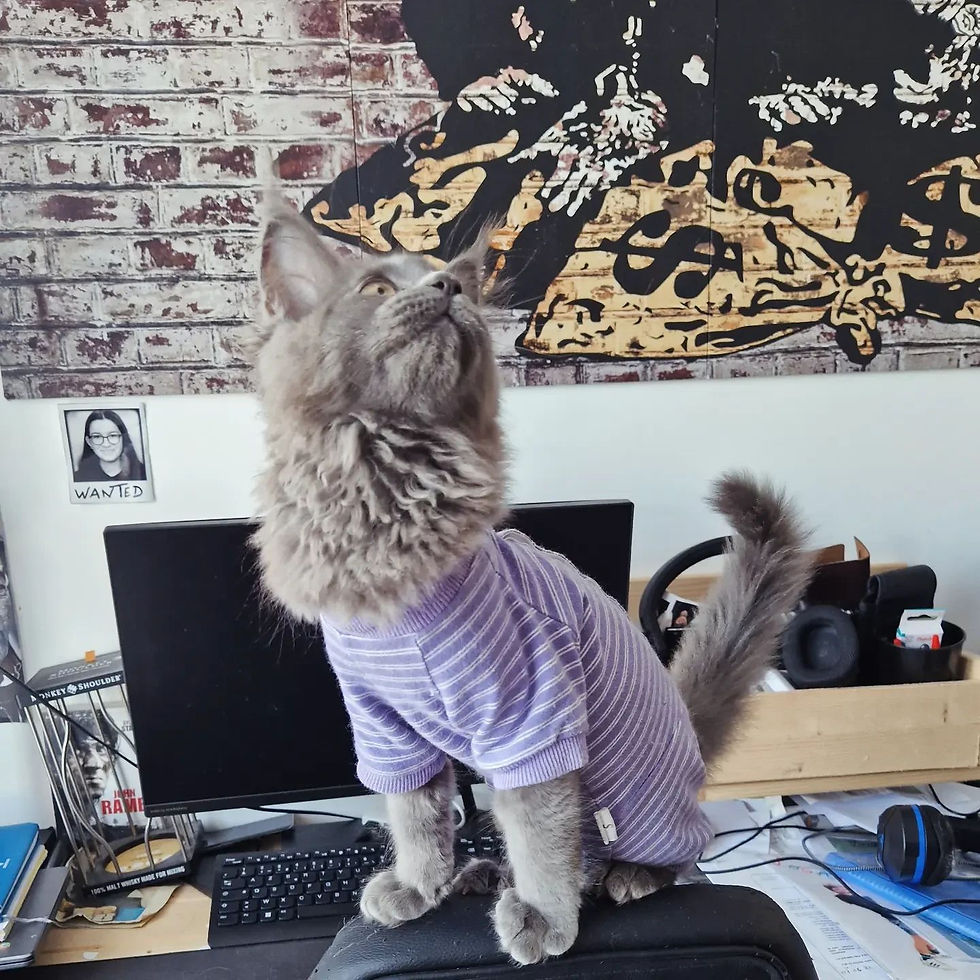 Collection été 2024!