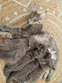 Maine coon Landes