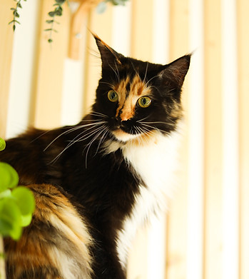 maine coon landes
