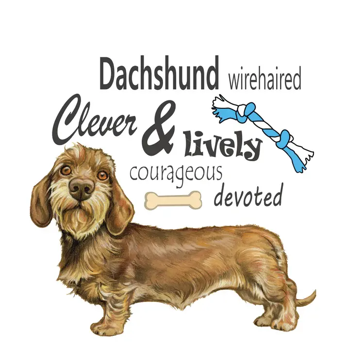 Thumbnail: Katoenen winkelshopper met bedrukking - Teckel / Dachshund met tekst