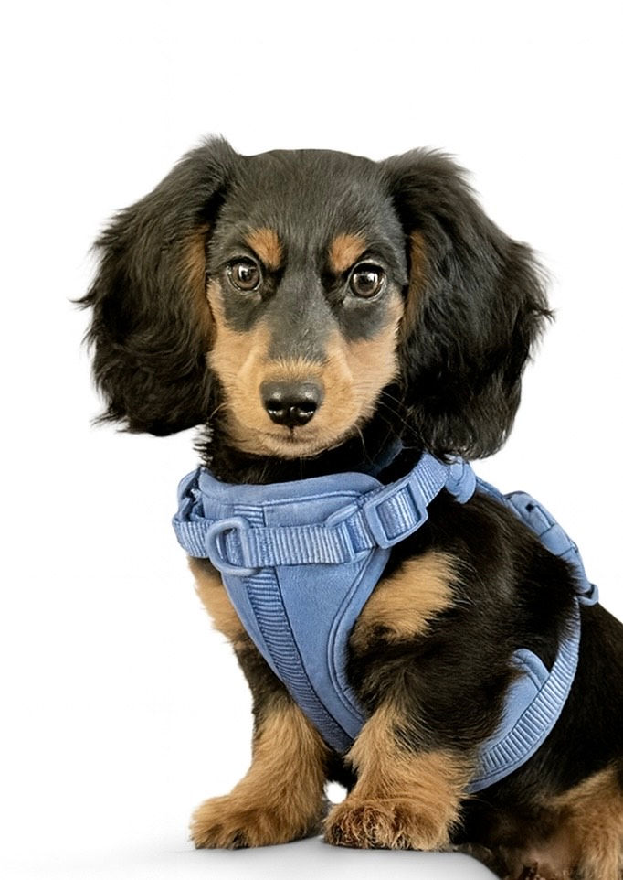Thumbnail: Luxury No-pull Harness - Dexter Blue