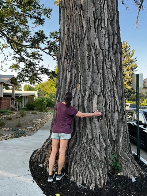 Lori tries to hug a large Highlands tree