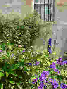 Country Garden