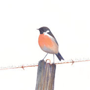 stonechat