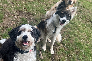 structured-dog-daycare-alternative.