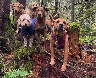 off leash adventure pack