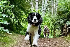 dog-hiking-adventures