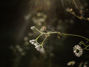personal branding fotografie en videografie