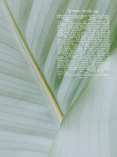 Capturing the intricate beauty of tiling, with a paint wash style - this Ketubah invites you to somewhere magical. It captures your sacred partnership with an appreciation for art, for the world, for the details that make beauty beautiful - and inspires your love to hold the same intention and care.
This Ketubah has hand scribed Hebrew/Aramaic lettering, digitized, and overlaid on a beautiful macro photo of a fruiting olive branch. Your personal details (names, location and date of the wedding, witnesses) will be seamlessly scribed into the final product.
This Ketubah text shown here is a traditional Ketubah text with the inclusion of the Lieberman clause (for egalitarian legal protection of both partners). But, you are welcome to choose your text of choice - traditional, egalitarian, interfaith, queer, custom texts, etc.
All Hebrew or Aramaic lettering is Bluth's hand scribed calligraphy - either hand scribed and digitized, or a custom hand-scribed typeface.
The scribed heading of this Ketubah is "Ani L'Dodi V'Dodi Li", a love filled line from Psalms, meaning I am for my beloved, and my beloved is for me.
For a free consult with Bluth to discuss text or design options, or to order your Ketubah, please reach out!