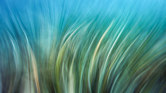 'Posidonia fields' series