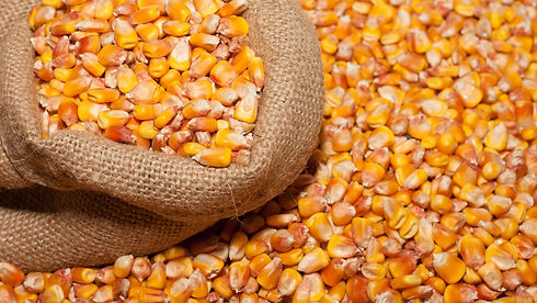 Corn-kernels-grain-bag_3840x2160.jpg