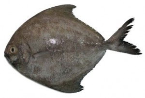 Pomfret