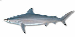 Black Tipped Reef Shark