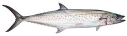 Spotted Mackerel