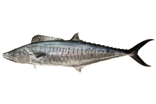 Spanish Mackerel