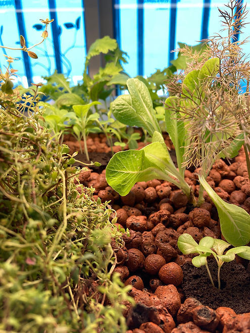 grow bed.jpeg