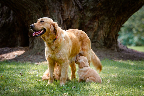 Puppies Aug 2025-2.jpg