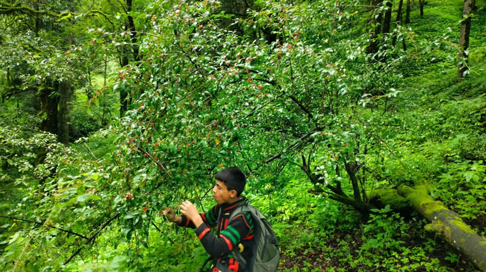 A young Van Gujjar boy eating fruit from the shrubs on the alpine meadow during migration