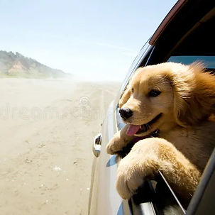 puppy-looking-out-window-car-20594120_ed