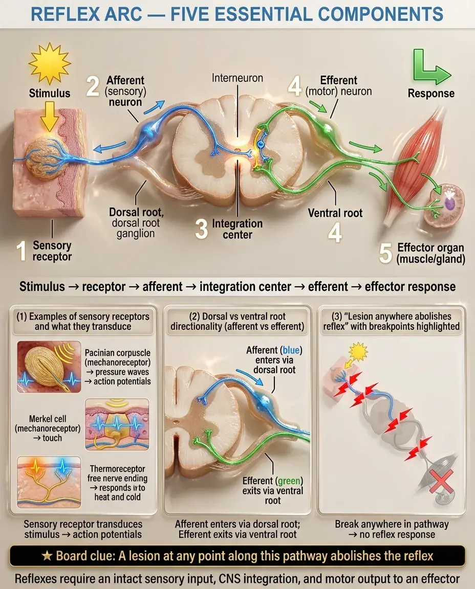 Reflex Arcs | Eduovisual