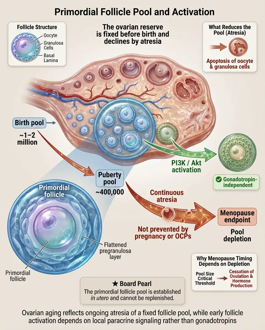 Solid White Background