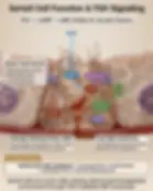 Solid White Background