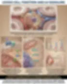 Solid White Background