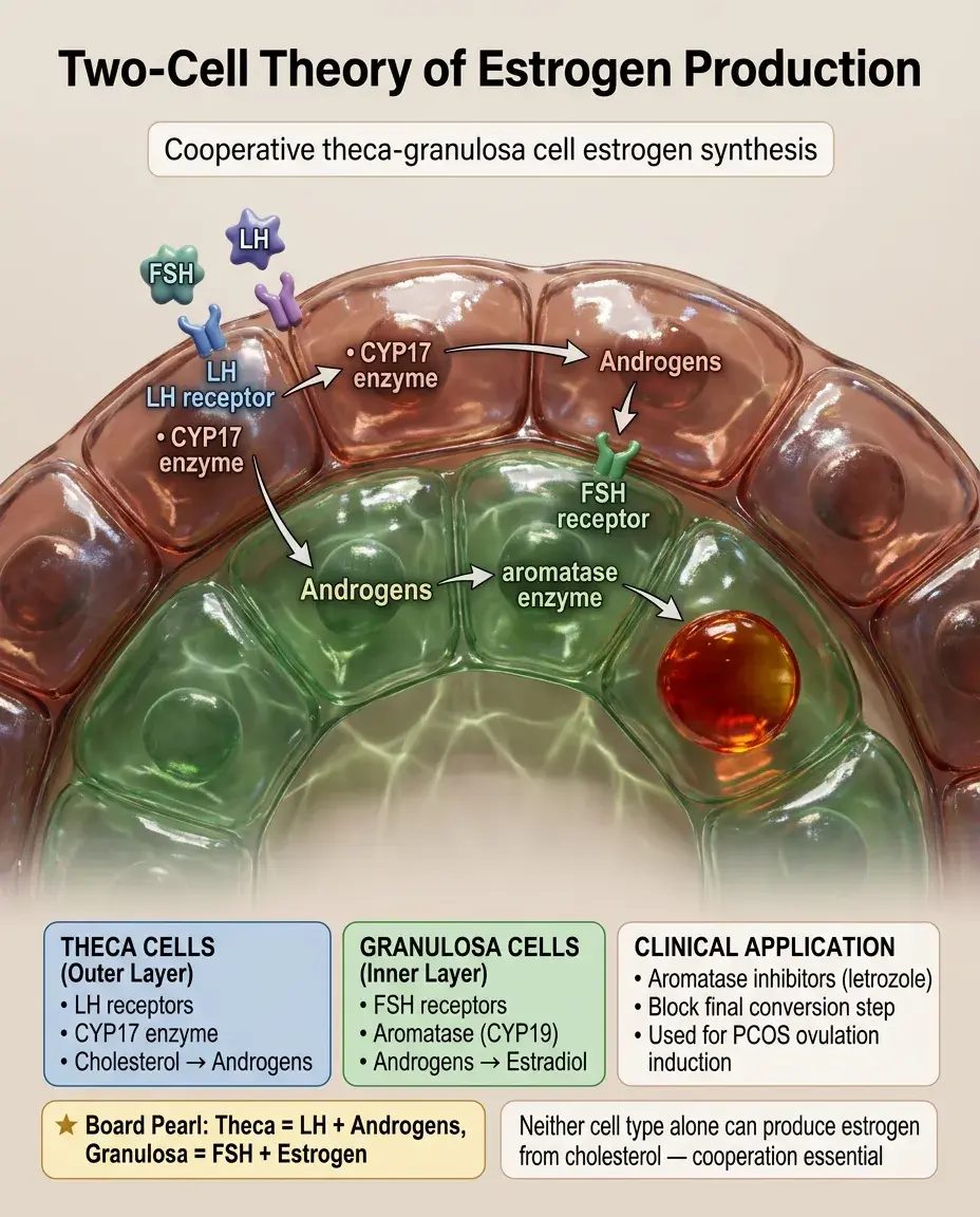 Solid White Background