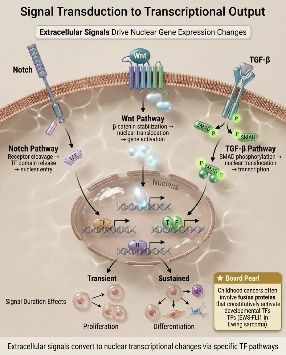 Solid White Background